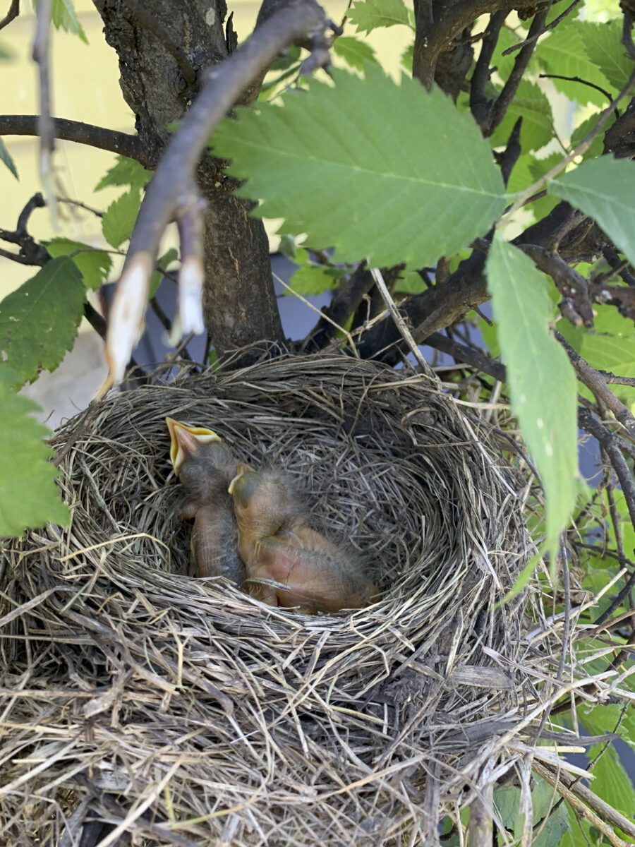 Two small birds with open beaks sitting in a nest made of twigs and dry grass, nestled within the branches and green leaves of a tree.